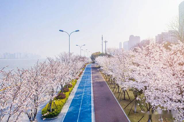 杭州樱花跑道
